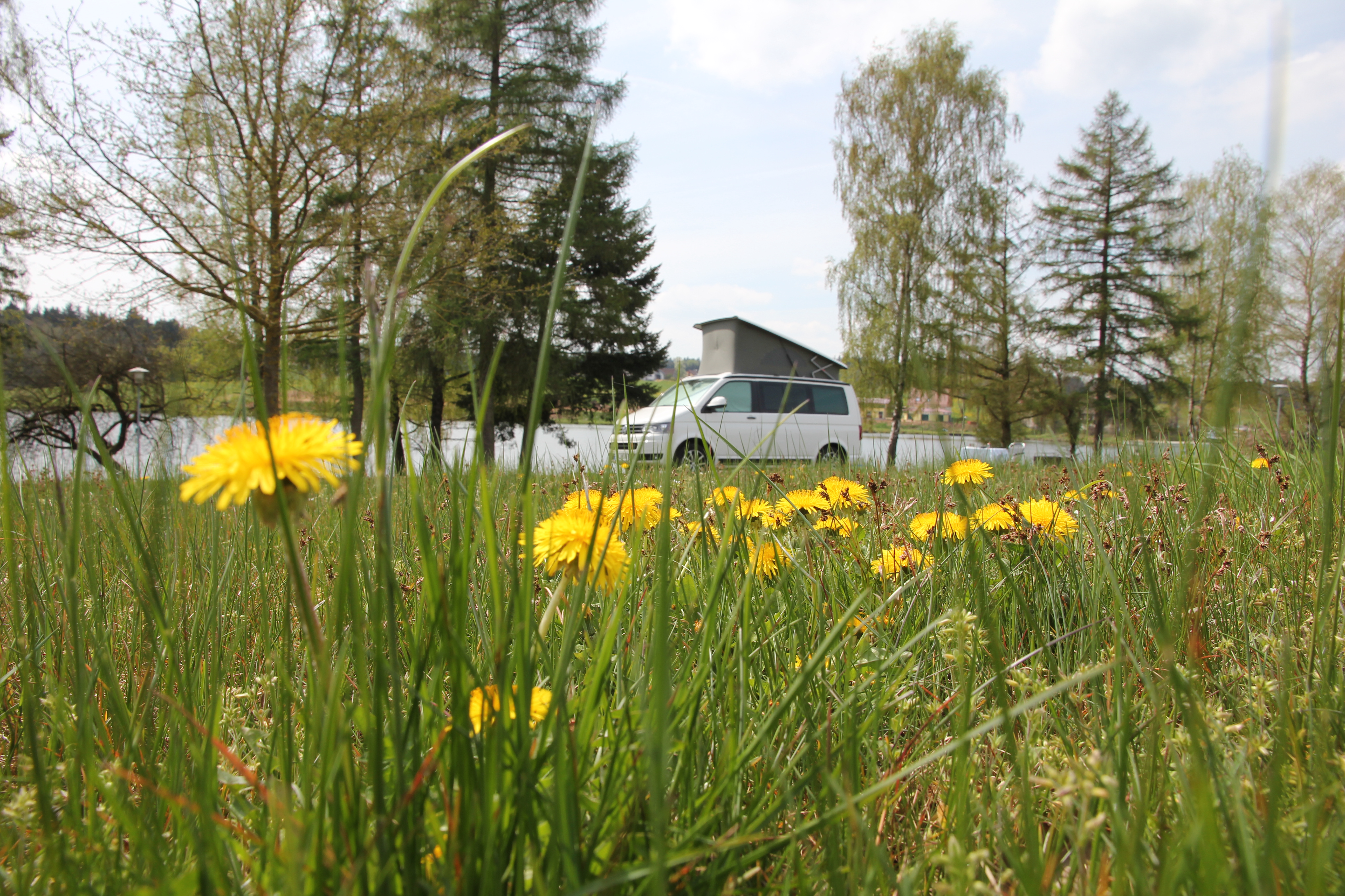 VW T5 California Frühling Sommer Löwenzahn See Campingplatz Wiese Hammerschmiedesee Aalen Abtsgmünd